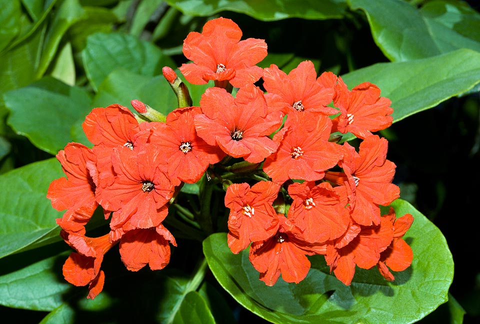 Famiglia Boraginaceae, Cordia sebestena