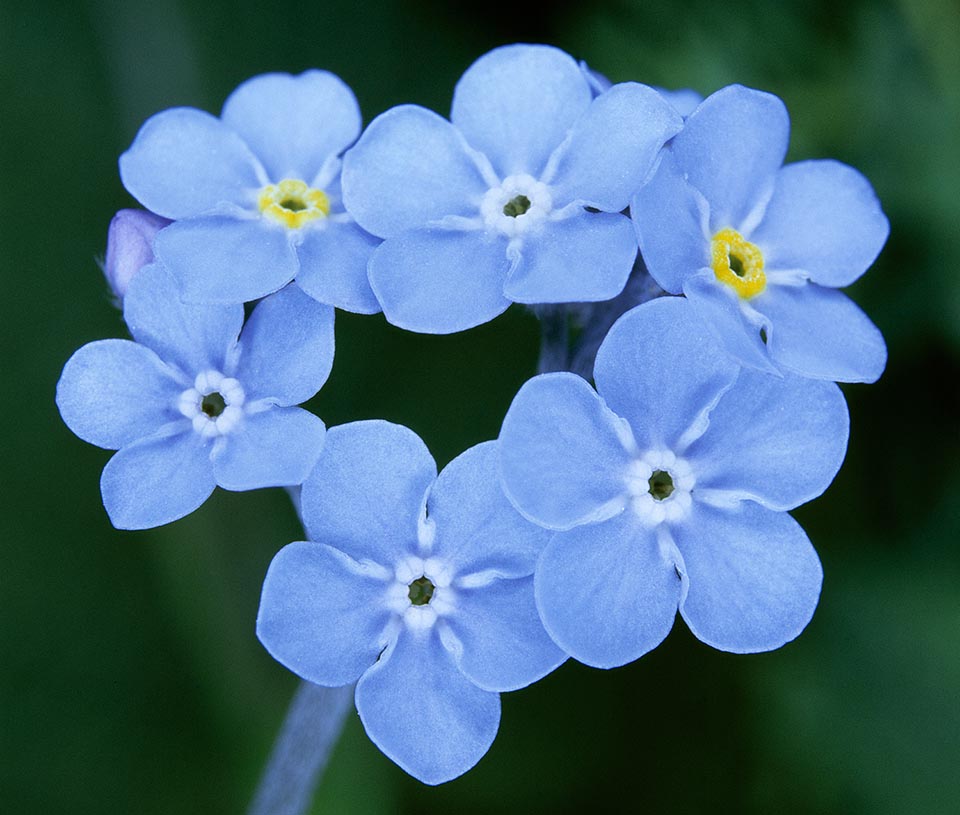 Familia Boraginaceae, Myosotis alpestris