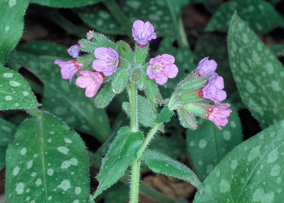 Famiglia Boraginaceae, Pulmonaria officinalis