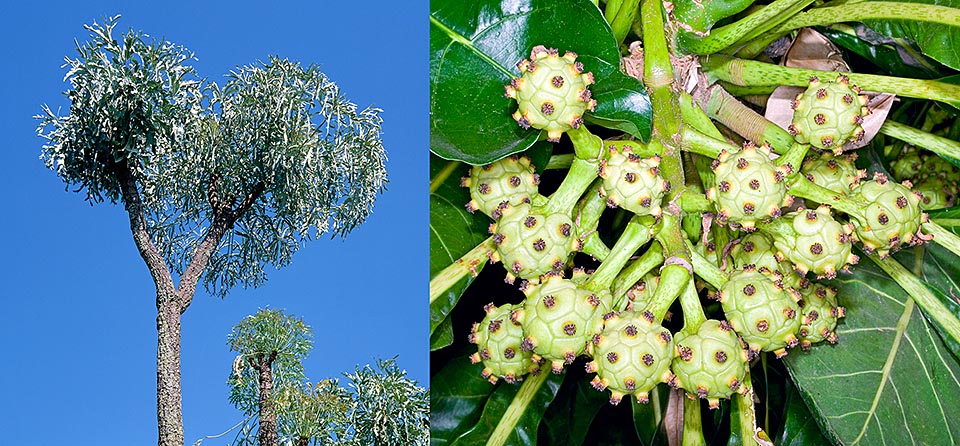 Some species, like Cussonia paniculata (left) and Meryta denhamii (right) own bioactive compounds with medicinal properties © Giuseppe Mazza