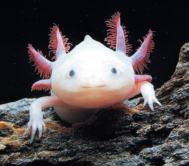 Sometimes the Ambystoma tigrinum doesn’t metamorphose and is called Axolotl © Giuseppe Mazza