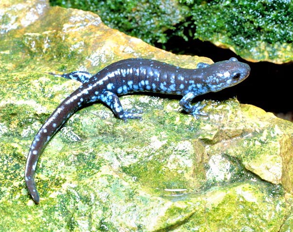 Ambystoma laterale. Chi ha mai detto che non esiste una salamandra blu © Giuseppe Mazza