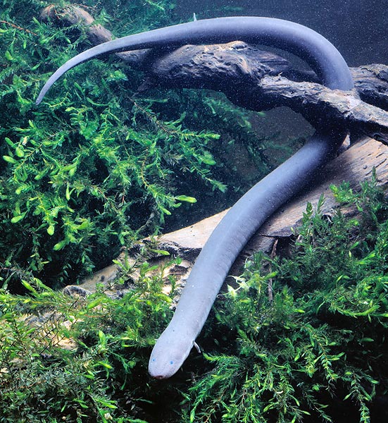 Amphiuma means. One metre long and almost non-existent legs © Giuseppe Mazza