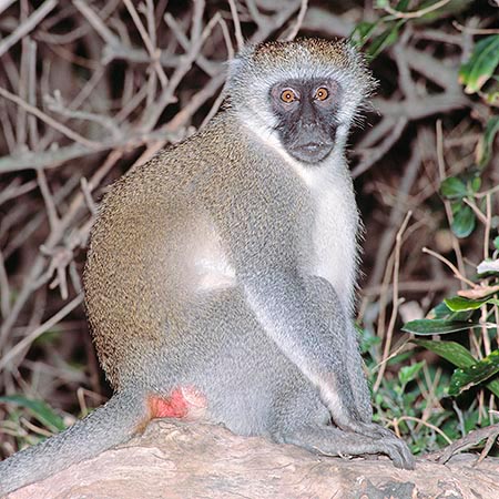 El Cercopithecus aethiops vive frecuentemente al margen de la selva © Mazza