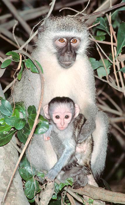 Cercopithecus aethiops pygerythrus con la cría © Giuseppe Mazza