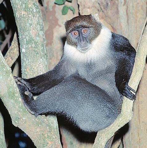 Cercopithecus mitis, le agrada los arboles cerca de los cursos de agua © G. Mazza