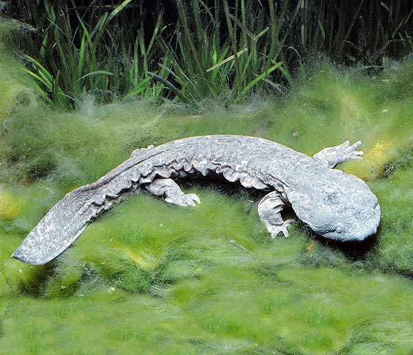 L’Andrias japonicus, nella foto, e l’Andrias davidianus sono le più grandi salamandre esistenti © Mazza