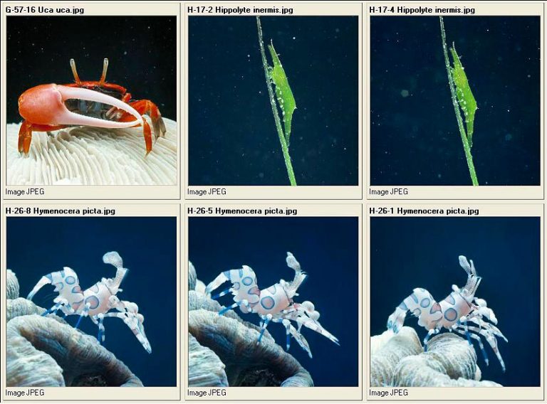 Crustacea Monaco Nature Encyclopedia