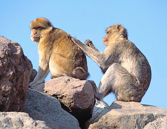 Cuidado corpóreo entre Macacos sylvana © Giuseppe Mazza