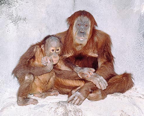 Hembra de orangutan con la cría © Giuseppe Mazza