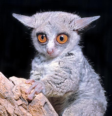 Nocturno y discreto, el Galago senegalés es común en el África tropical © Mazza