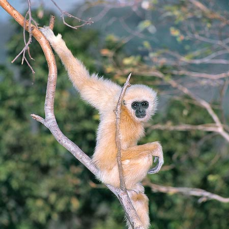 Hylobates lar es la mas pequeña simia antropomorfa © Giuseppe Mazza