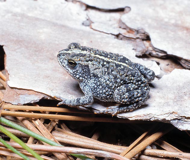 The Bufo quercicus is a small American toad of 19-33 mm only © Giuseppe Mazza