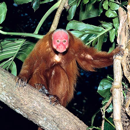 El Cacajao rubicundus es un ágil trepador © Giuseppe Mazza