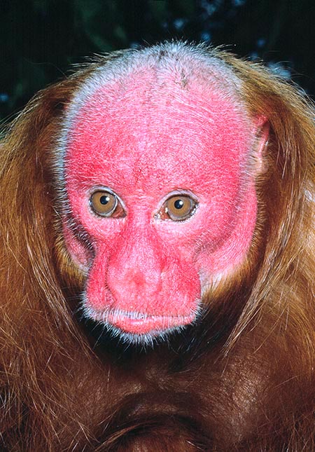 El cacajao rubicundus es un típico ejemplo de mono platirrino © Giuseppe Mazza