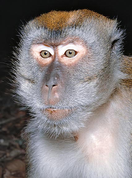 El Macaca fascicularis es una simia catarrina © Giuseppe Mazza