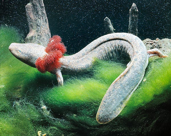 Il Necturus maculosus mantiene tutta la vita delle vistose branchie rosse © Giuseppe Mazza