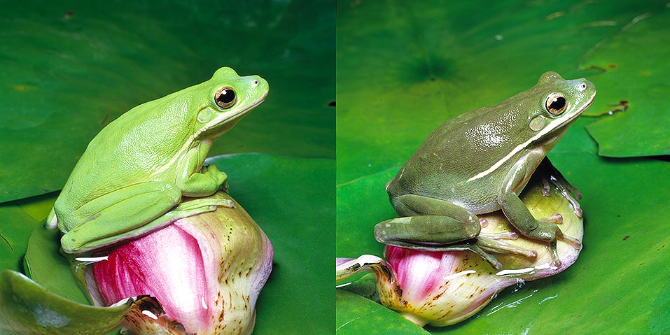 The colour of Hyla cinerea may change instantly due to its chromatophores. A mimicry device, but also for sending visual messages © Giuseppe Mazza