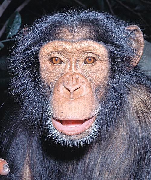 El genoma del hombre y del chimpancé coincide en el 99% © Giuseppe Mazza