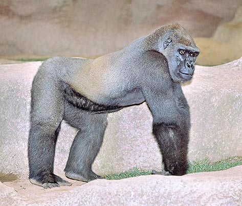 El gorila puede estar erecto, pero prefiere desplazarse a cuatro patas © Mazza