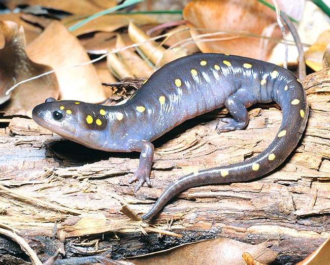 The Ambystoma maculatum is common in Canada and in eastern USA © Giuseppe Mazza