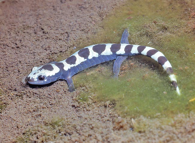 The Ambystoma opacum, because of its drawings, is called also Marbled salamander © Giuseppe Mazza
