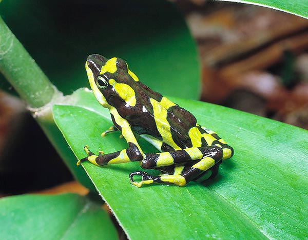 The Atelopus varius lives in Costa Rica and is active by day. The skin is soaked of venom © G. Mazza