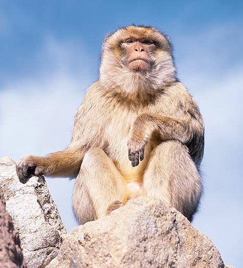 El Macaca sylvana, presente en Gibraltar, es el único mono europeo © G. Mazza
