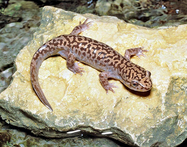 La Salamandra del Pacifico (Dicamptodon ensatus) è molto vorace e raggiunge i 30 cm © Giuseppe Mazza