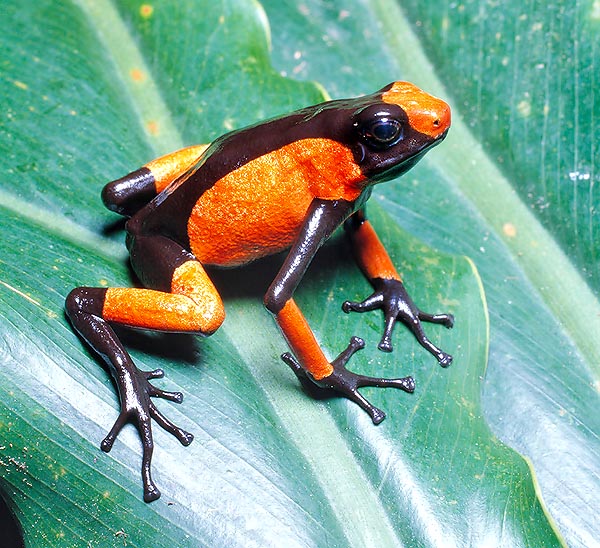 The skin of the Dendrobates is rich in venom glands. The secretion is used by Indio hunters © G. Mazza