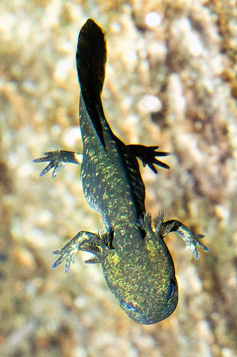 Larva di Salamandra salamandra in nuoto © Giuseppe Mazza