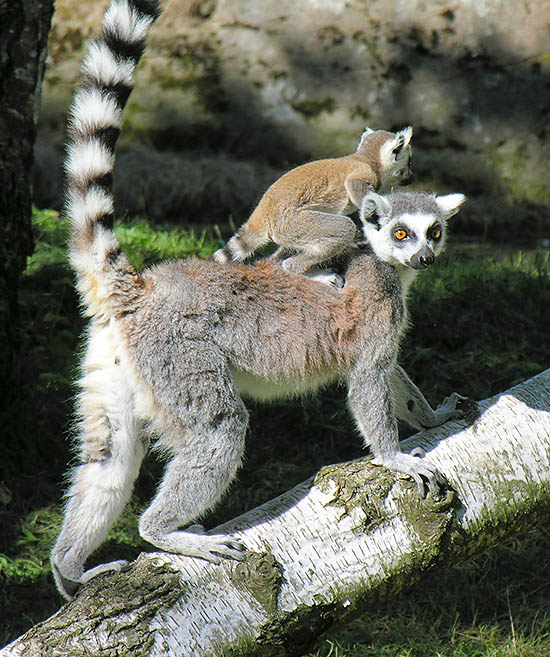 El lemur catta, tiene la talla de un gato y una larga cola con 14 anillos blancos © Daniel Sanchez