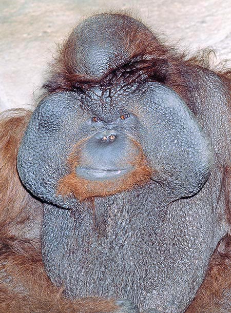 El desmedido saco cutáneo del orangután, amplifica los sonidos © G. Mazza