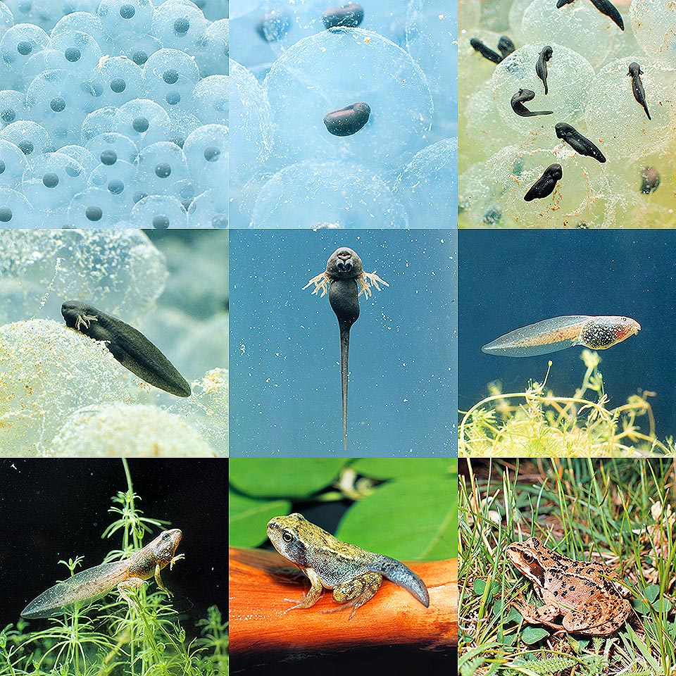 Development and metamorphose of the Red Frog (Rana temporaria). Eggs with developing embryos and just born tadpoles. Note the cord and the outer gills. Tadpoles with outline of back limbs. A tadpole with well developped fore and back limbs, and just metamorphosed with tail residue. Adult specimen © G. Mazza