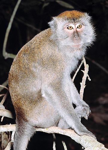 La Macaca fascicularis es muy ágil en cazar cangrejos © Mazza