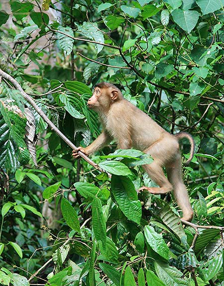 Un macaco cola de cerdo (Macaca nemestrina) © Robert Pelazza