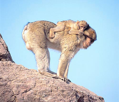 Macaca sylvana con su cría © Giuseppe Mazza