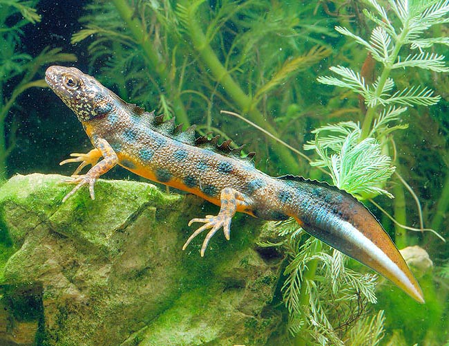 In the Triturus cristatus males the crests and the colours disappear after the marriage © Giuseppe Mazza