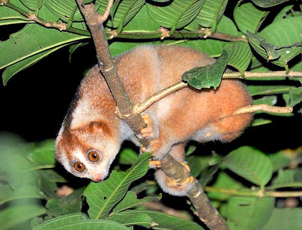 El Nycticebus coucang pertenece a la familia de los loridae © Wong Tsu Shi