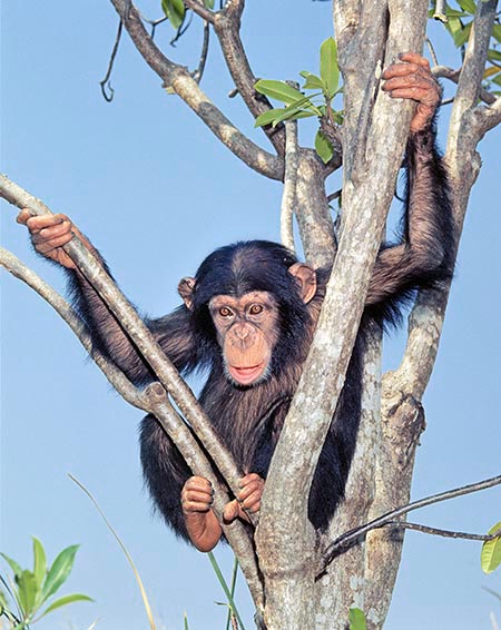 Cada noche los chimpancés construyen un nido sobre los arboles © G. Mazza
