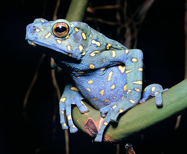 Pesotibes hosii, an arboreal blue with yellow dots toad. Everything is possible in the anuran world © Giuseppe Mazza