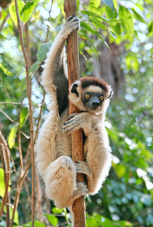 El Propithecus verreauxi es largo cerca un metro, con la cola incluida © F. Manforti