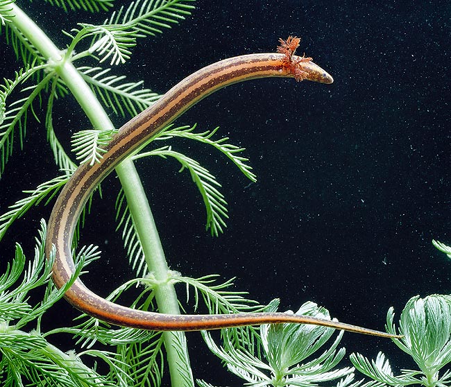 Quando gli stagni si prosciugano, lo Pseudobranchus striatus si rifugia a 30 cm di prondità sotto il fango © G. Mazza