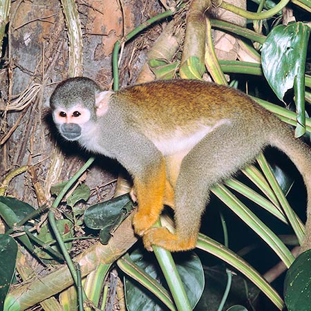A los Saimiri sciureus les aficiona las selvas ricas de lianas © Giuseppe Mazza