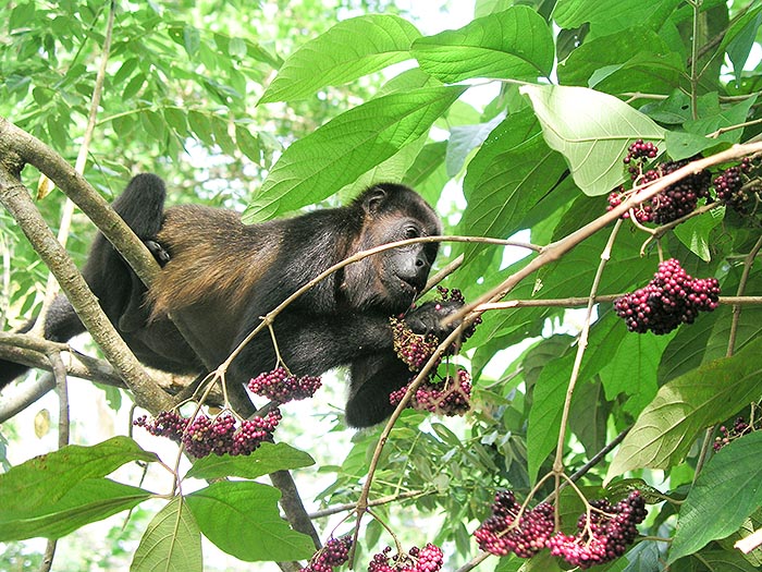 Un mono aullador (Alouatta palliata) se nutre sobre los arboles de la selva © Robert Pelazza