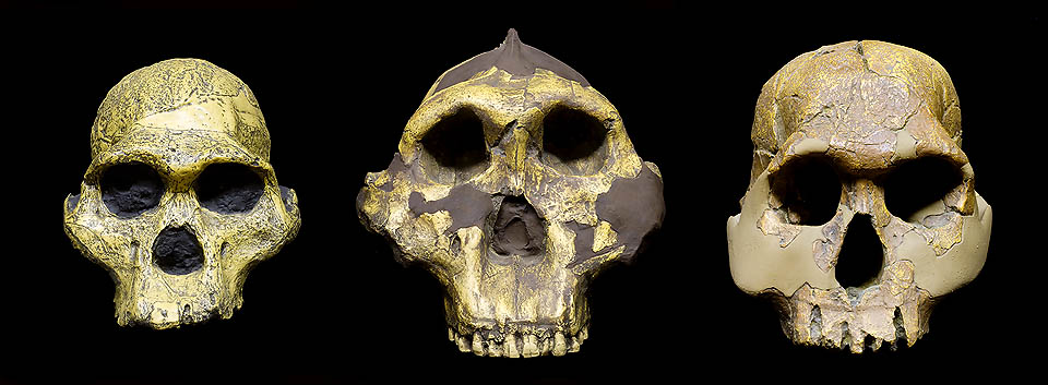 Calaveras de homínidos. De izquierda a derecha: Australopitecus africanus (3.500.000-2.500.000 años AC), Australopitecus robustus (2.200.000-1.000.000 años AC) <br /> y el famoso Homo habilis (2.500.000-1.800.000 años AC) trazan el desarrollo del genero humano. Museo de Antropología prehistórica de Mónaco © Giuseppe Mazza