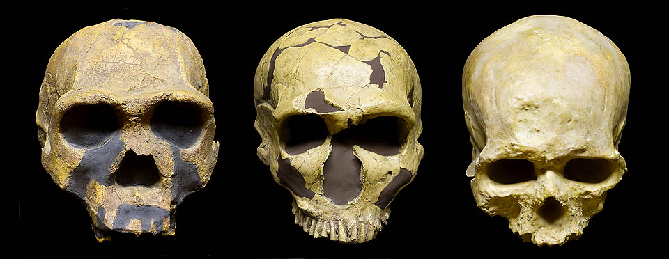 Cráneo del Homo erectus (1.000.000-300.000 años AC), a izquierda, el primero en superar los 1.000 cm3. El hombre de Neandertal (250.000-28.000 años AC), al centro, se ha quizás hibridado con el Homo sapiens. A derecha un Homo sapiens de Cromañón (40.000-10.000 años AC). Museo de Antropología prehistórica de Mónaco © Mazza