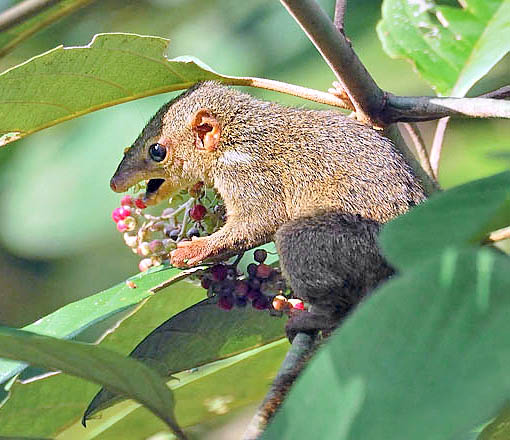 La Tupaia gracilis vive en las selvas de Indonesia y Malasia © Wong Tsu Shi