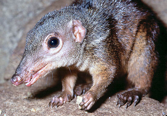 la Tupaya terrestre (Tupaia tana) mide 20 cm, más la cola © Dr Paddy Ryan