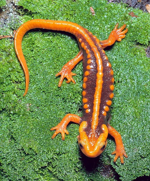 Tylototriton verrucosus. Una salamandra asiatica spettacolare © Giuseppe Mazza